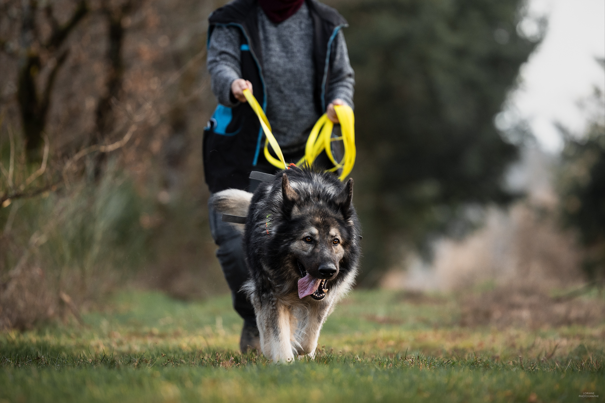 Activités canines